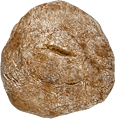 Beduinen mittel