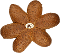 Parapankranz