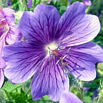 Steiner & H�rlimann, Gartenbau, CH-8615 Freudwil - 