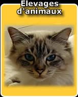 Elevages d'animaux domestiques - chiens - chats - chevaux - etc..