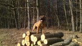 Leonidas of languish Eyes