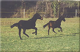 Fohlenweide