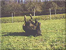 Fohlenweide