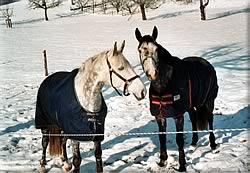 Winterweide2