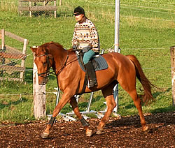 Stute, Fuchs, 2002, CH (Corso FF)
