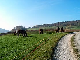 Fohlen auf der Weide