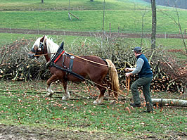 Fane im HOlz