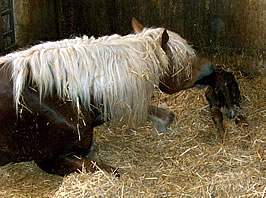 Fiona bei der Geburt