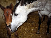 Chenoa mit Class of Glory