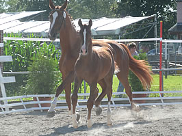 Gioia mit Evito SV