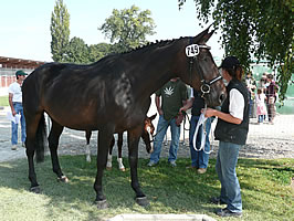 Pia in Avenches Fohlenchampionat 2007