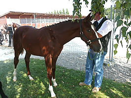 Etoile Avenches