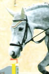 Cigano
