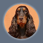 Wissr&uuml;ti Spaniels Liebhaberzucht