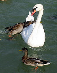 Ente auf Schwan