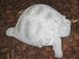 Schildkröte aus St.Michel-Kalkstein