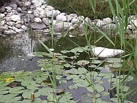 Biotop nach ein paar Jahren, immer sch&ouml;ner