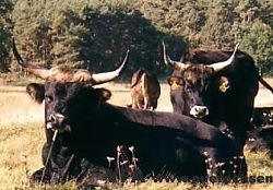 Auerochsen