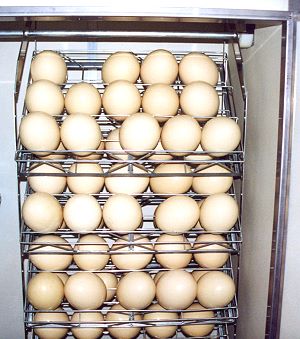 Brutschrank