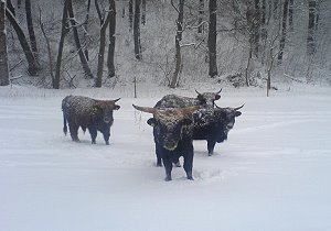 Unserer Auerochsen im Schnee