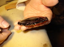 Flintknapping Zick Zack Linie