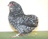 Gesperberte Grübbe Bartzwerge
