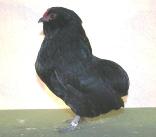 Schwarze Grübbe Bartzwerge
