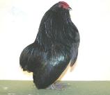 Schwarze Grübbe Bartzwerge