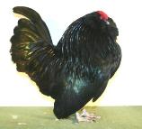 Schwarze Antwerpener Bartzwerge