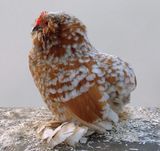 Everberger Bartzwerge im Farbenschlag Gelb mit weissen Tupfen