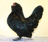 Schwarze Antwerpener Bartzwerge