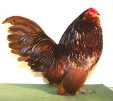 Rote Antwerpener Bartzwerge