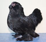 Schwarze Antwerpener Bartzwerge