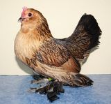 Schwarze Antwerpener Bartzwerge