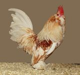 Schwarze Antwerpener Bartzwerge