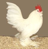 Schwarze Antwerpener Bartzwerge