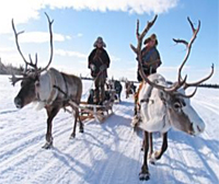 Rentiere in Lappland