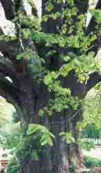 Baum