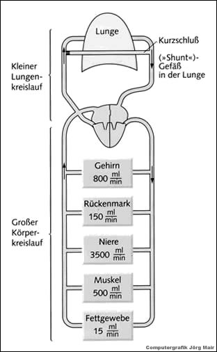 Eine tauchmedizinisch interessante Besonderheit im Blutkreislauf ist die Existenz von Kurzschluss- oder "Shunt"-Gef&auml;&szlig;en in der Lunge.
