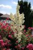 <b>Blumenpracht am Tennisplatz</b><br>
