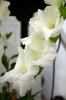 <b>40-Jahr Feier</b><br>