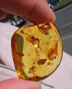 Ambre de la mer Baltique