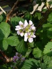 Brombeerebl�te