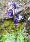 Eisenhut