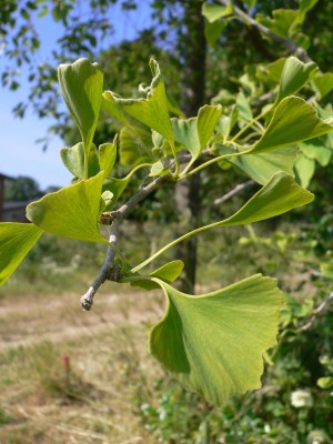 Ginkgo