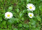 G�nsebl�mchen