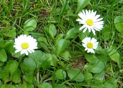 G�nsebl�mchen
