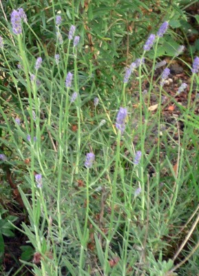 Lavendel