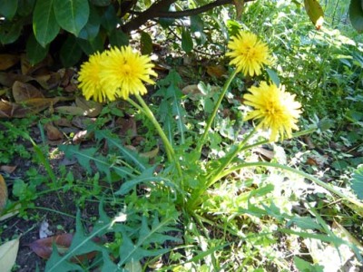 L�wenzahn