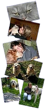 Hunde Tierhotel (HundeTierheim)